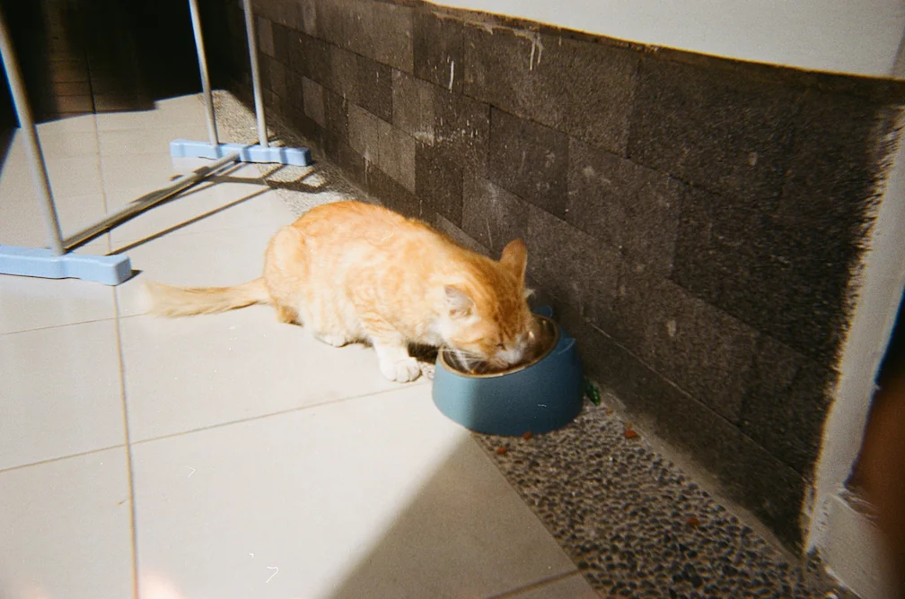 Panico Eating His Food